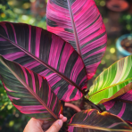 Banánovník panašovaný (Musa acuminata) ´NONO HOT PINK´ - výška 140-160 cm, kont. C10L